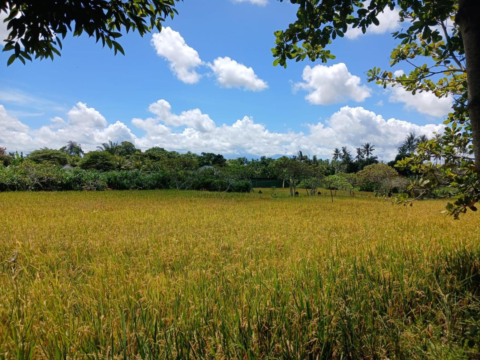 Sukawati Kartika Dahayu Private Pool Villas מראה חיצוני תמונה